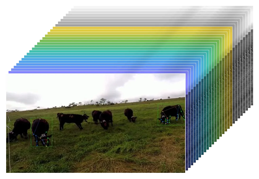 A field image of grazing cattle with detection boxes and pose keypoints, drawn as the front face of a hyperspectral cube whose layers are tinted from violet to near-infrared grey