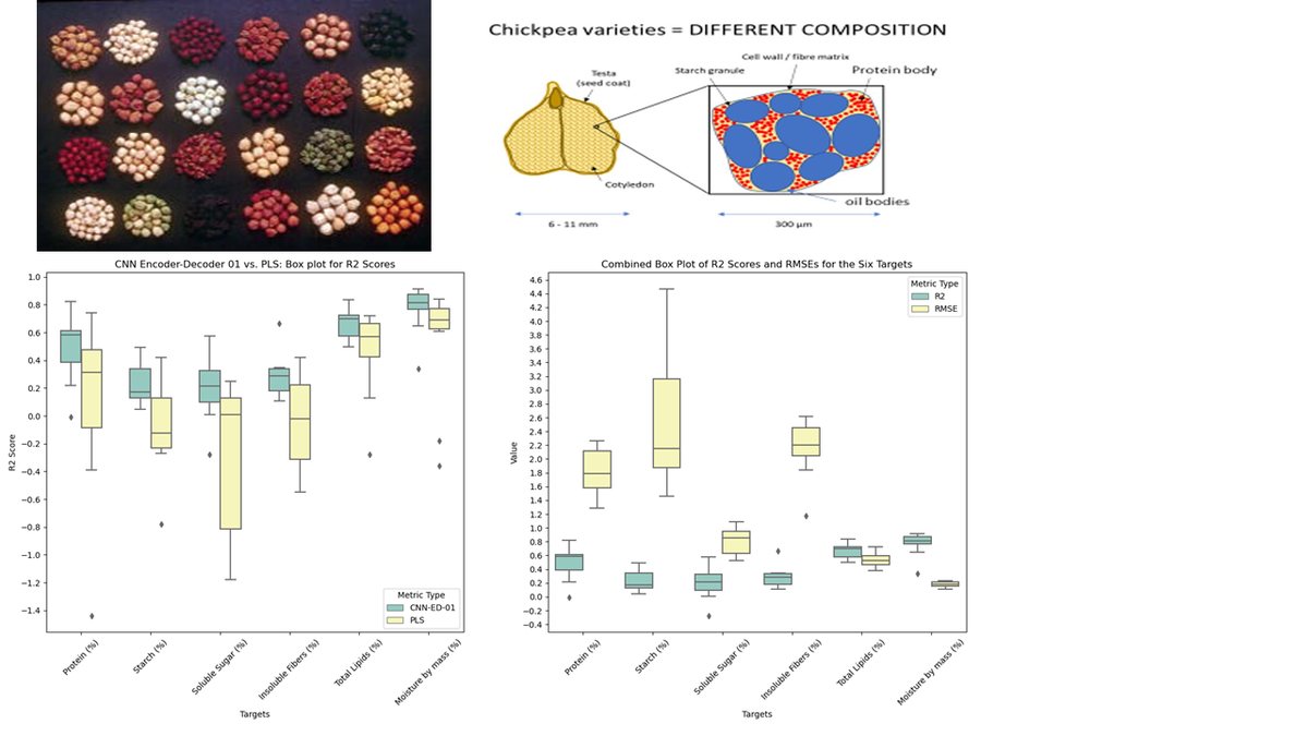 Chickpea seed varieties under imaging, with a diagram of seed composition and box plots of predicted protein content by variety