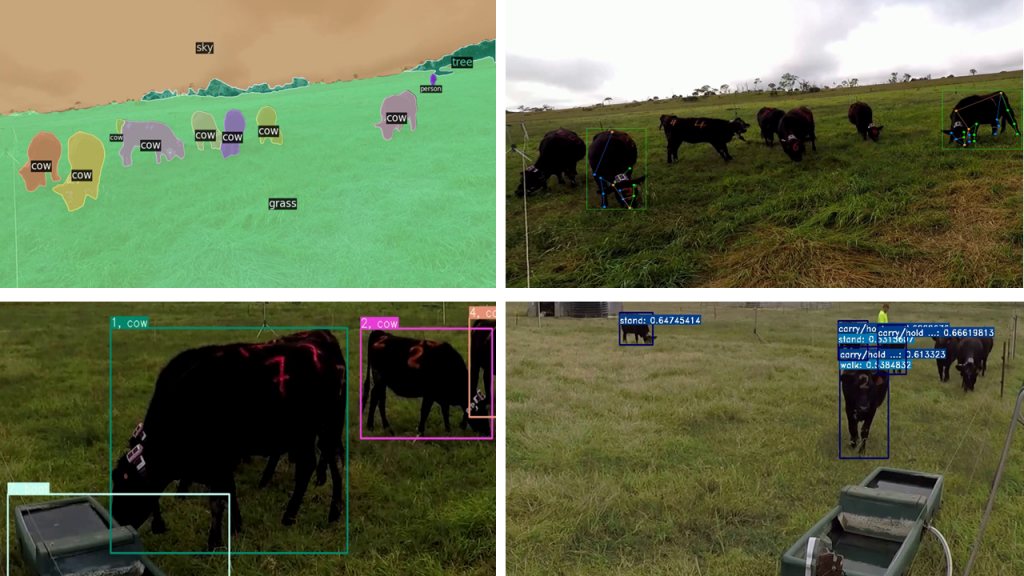 Cattle in a paddock with detection boxes and pose keypoints overlaid