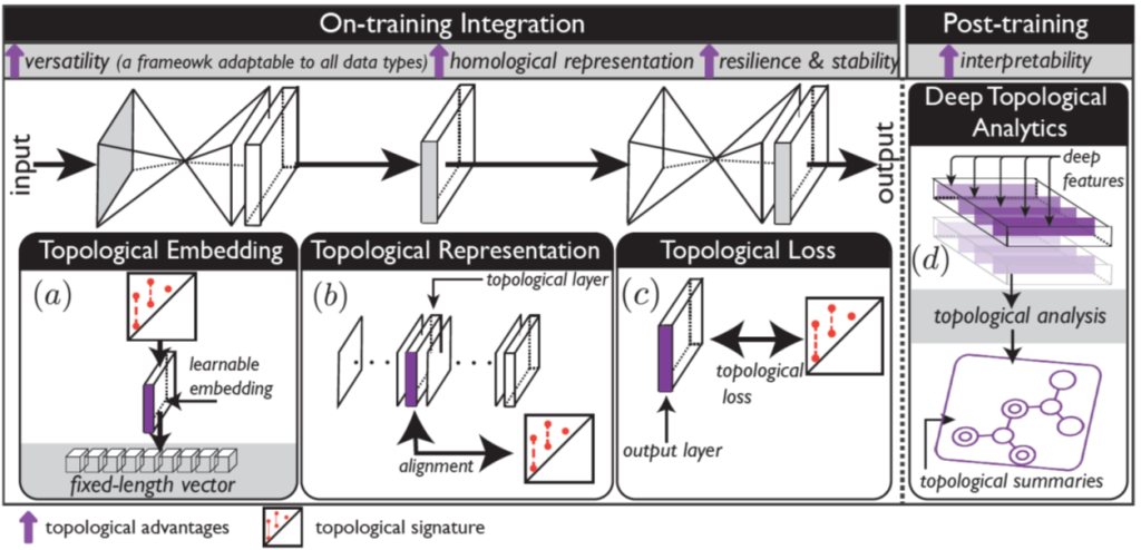 Diagram of topological deep learning: topological embedding, representation and loss during training, and topological analysis after training
